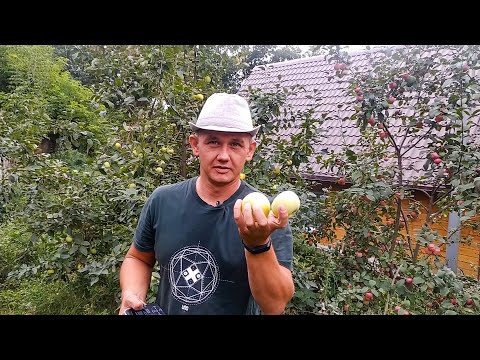 Winter-hardy apple trees for Siberia: tasty and large varieties