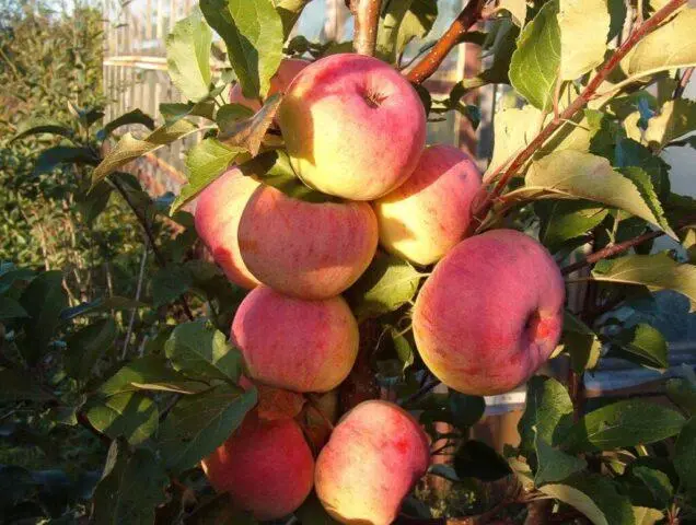 Winter-hardy apple trees for Siberia: tasty and large varieties