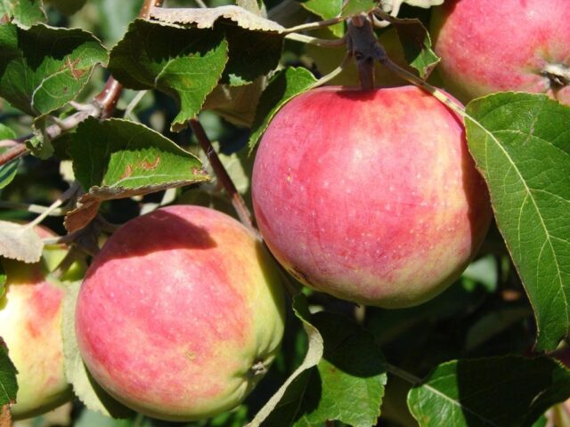 Winter-hardy apple trees for Siberia: tasty and large varieties