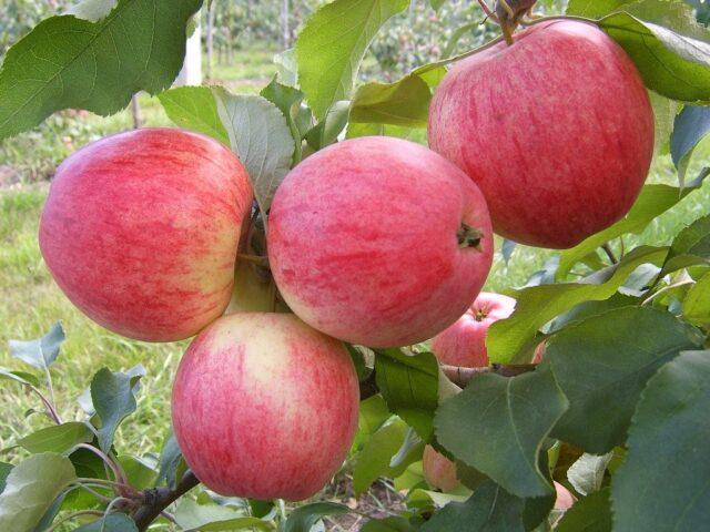 Winter-hardy apple trees for Siberia: tasty and large varieties