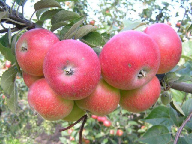 Winter-hardy apple trees for Siberia: tasty and large varieties