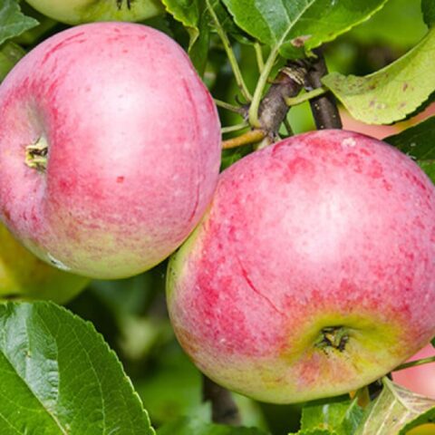 Winter-hardy apple trees for Siberia: tasty and large varieties