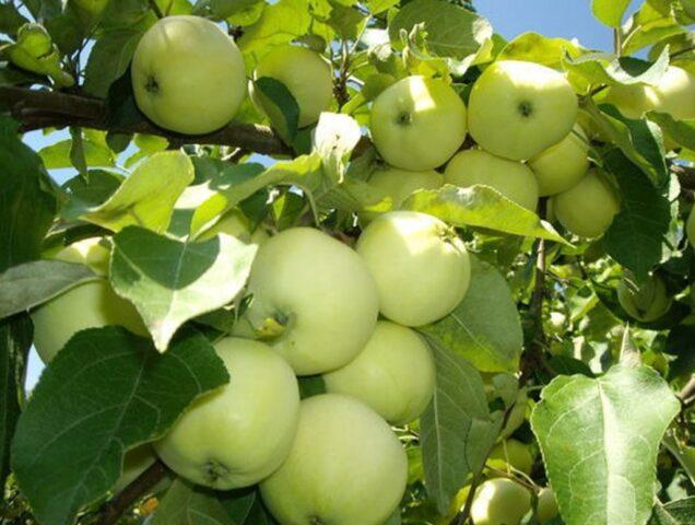 Winter-hardy apple trees for Siberia: tasty and large varieties