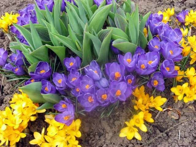 Winter-hardy bulbous perennials - we grow on the site