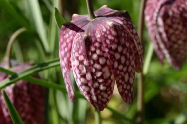 Winter-hardy bulbous perennials - we grow on the site