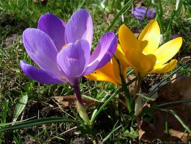 Winter-hardy bulbous perennials - we grow on the site