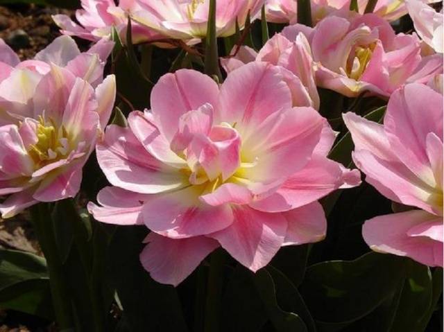 Winter-hardy bulbous perennials - we grow on the site