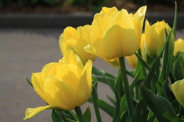 Winter-hardy bulbous perennials - we grow on the site