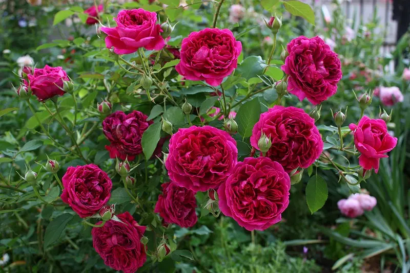 Winter-hardy varieties of roses: varieties, growing rules