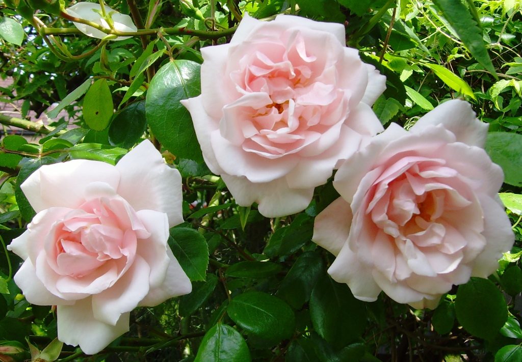 Winter-hardy varieties of roses: varieties, growing rules