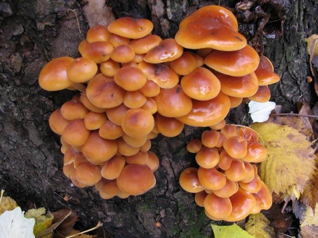 Winter honey agaric and its double + photo