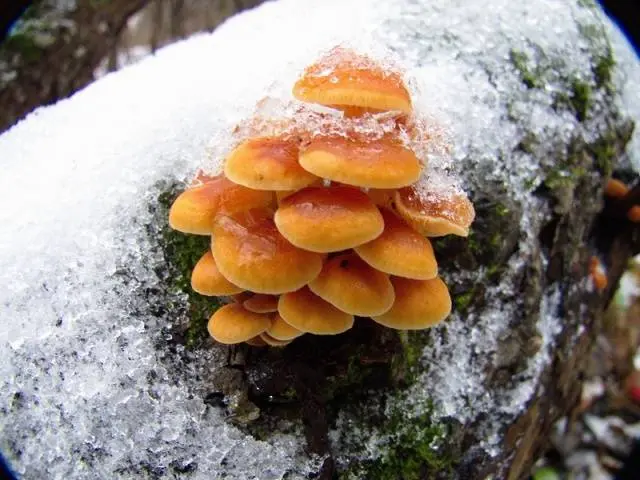 Winter honey agaric and its double + photo