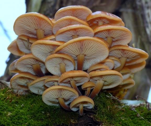 Winter honey agaric and its double + photo