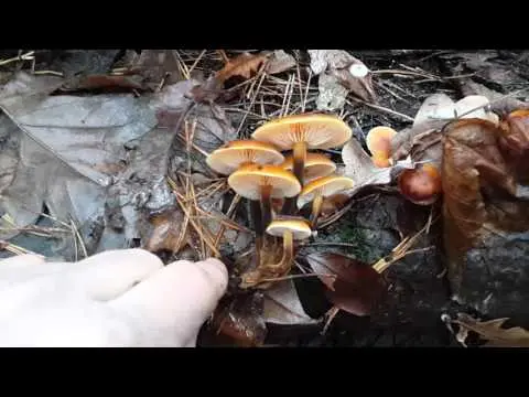 Winter honey agaric and its double + photo