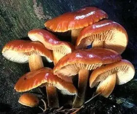 Winter honey agaric (Flammulina velutipes) photo and description