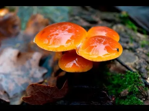 Winter honey agaric (Flammulina velutipes) photo and description