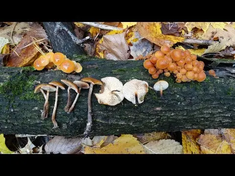 Winter honey agaric (Flammulina velutipes) photo and description