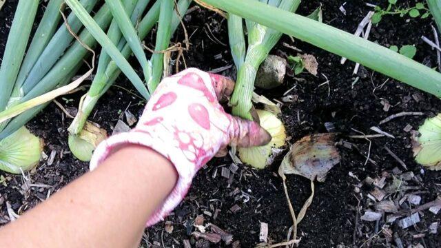 Winter onion sets Troy: variety description, planting and care