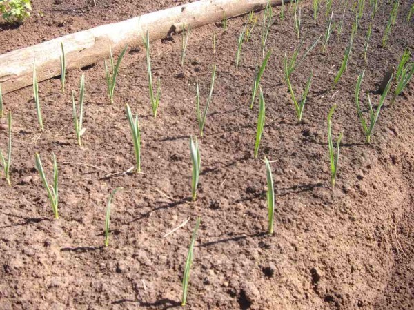 Winter onions: tips for growing and planting, ripening dates