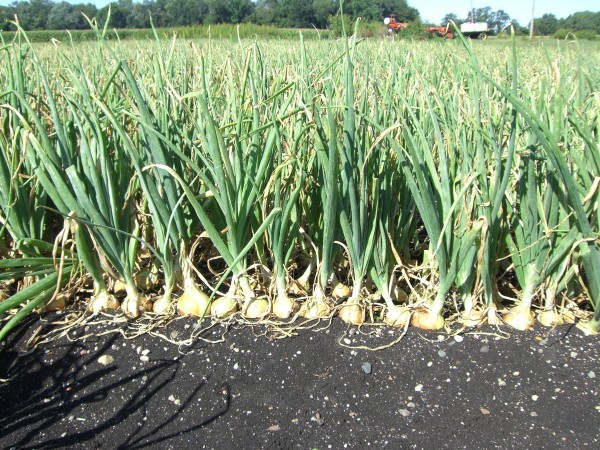 Winter onions: tips for growing and planting, ripening dates