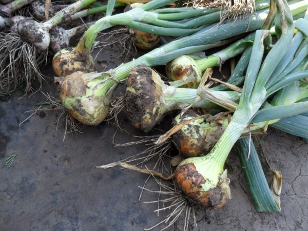 Winter onions: tips for growing and planting, ripening dates