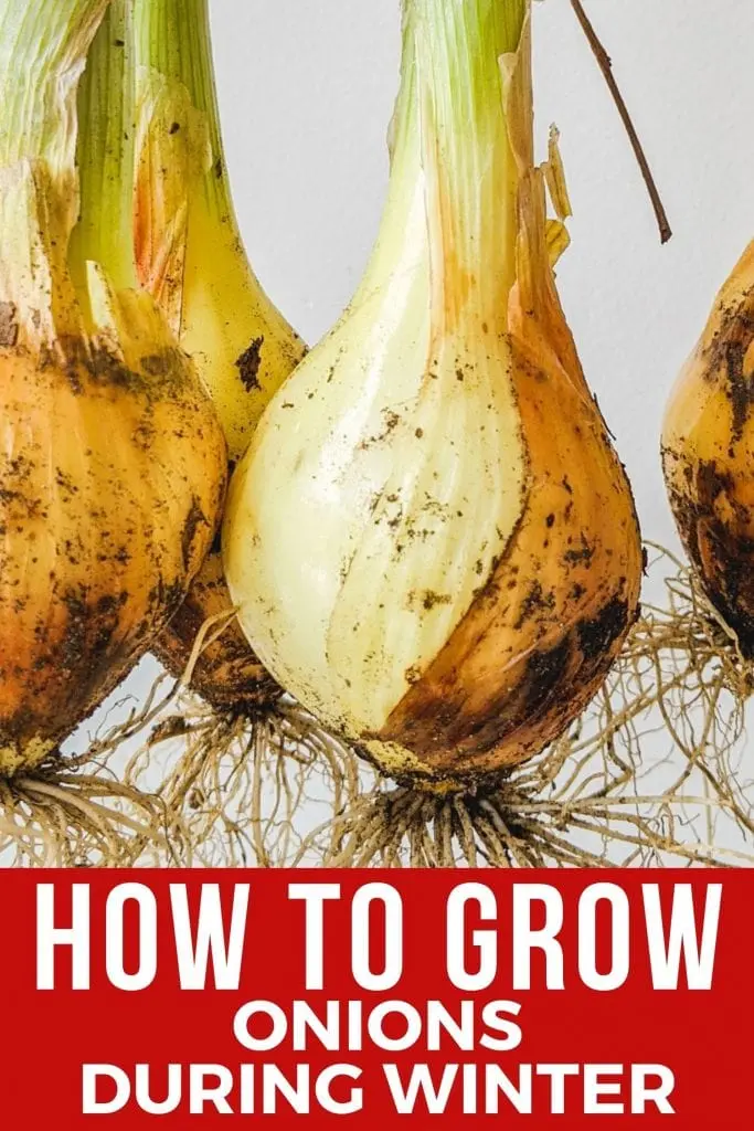 Winter onions: tips for growing and planting, ripening dates