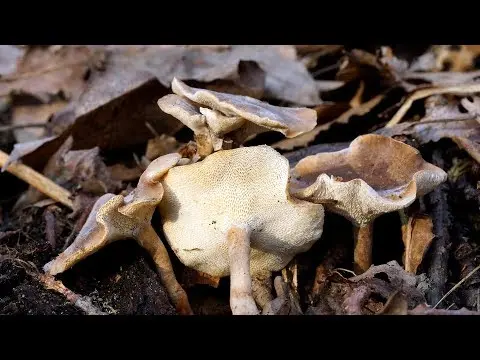 Winter polypore (Lentinus brumalis) photo and description