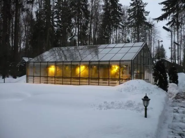 Winter varieties of cucumbers for the greenhouse