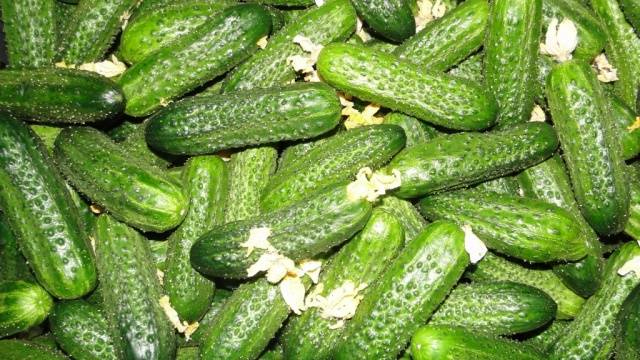 Winter varieties of cucumbers for the greenhouse