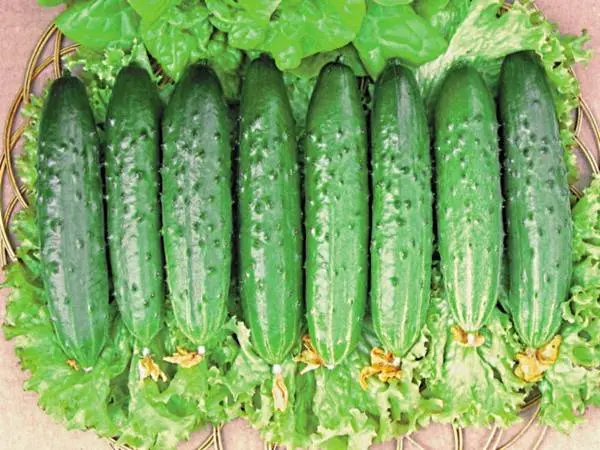 Winter varieties of cucumbers for the greenhouse