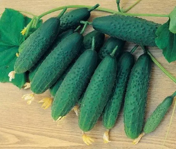 Winter varieties of cucumbers for the greenhouse