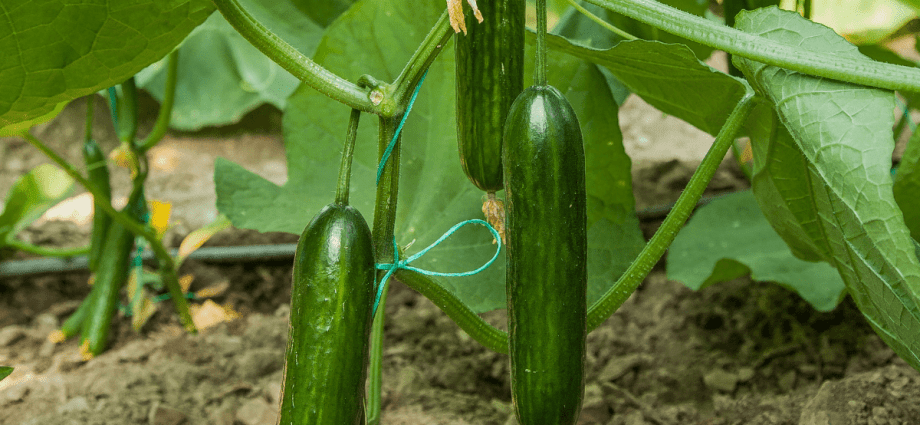 Winter varieties of cucumbers for the greenhouse