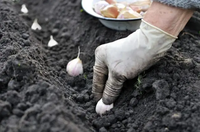 Winter variety of garlic Komsomolets: reviews + photos