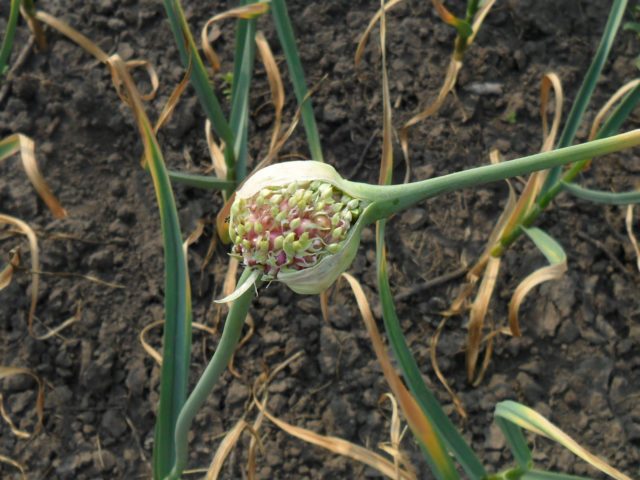 Winter variety of garlic Komsomolets: reviews + photos