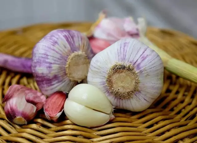 Winter variety of garlic Komsomolets: reviews + photos