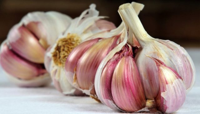 Winter variety of garlic Komsomolets: reviews + photos