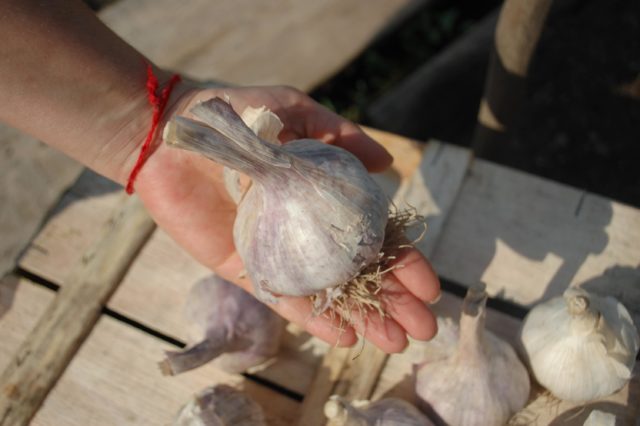 Winter variety of garlic Komsomolets: reviews + photos