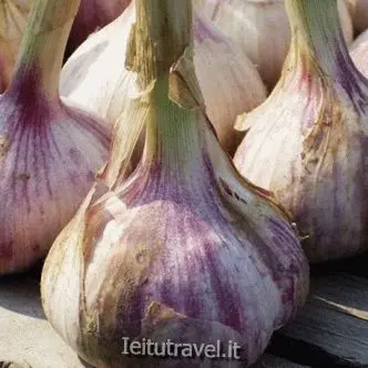 Winter variety of garlic Komsomolets: reviews + photos