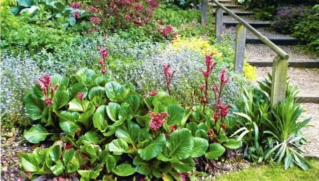 wintering perennials 