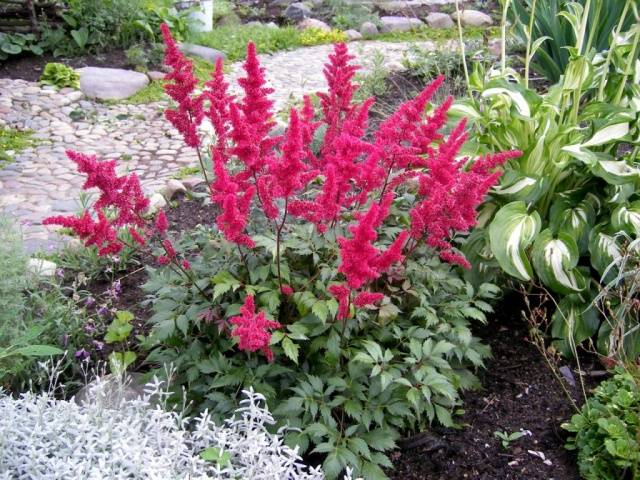 wintering perennials 