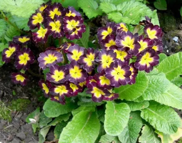 wintering perennials 