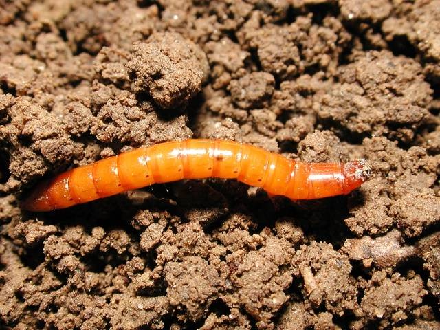 Wireworm: how to get rid of in the fall 