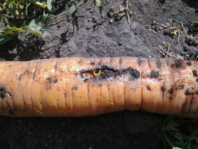 Wireworm: how to get rid of in the fall 