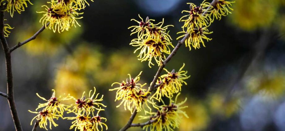 Witch hazel &#8211; description, properties, application