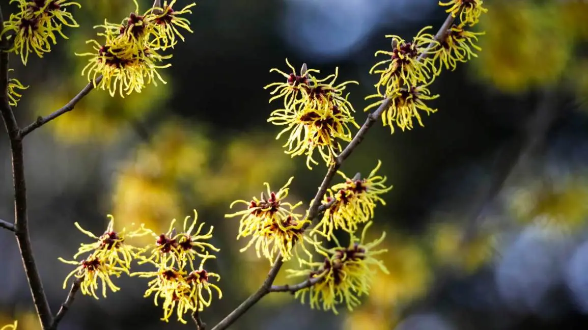 Witch hazel &#8211; description, properties, application