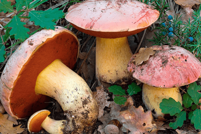 Wolf boletus: where it grows, what it looks like, photo