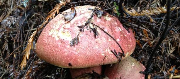 Wolf boletus: where it grows, what it looks like, photo