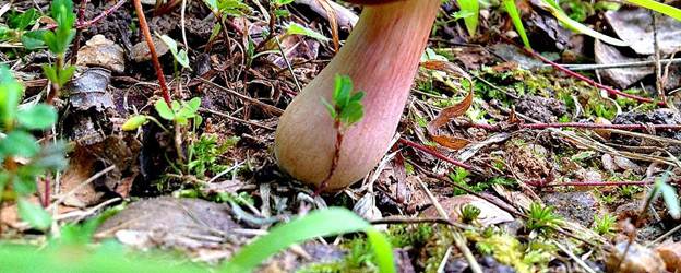 Wolf boletus: where it grows, what it looks like, photo