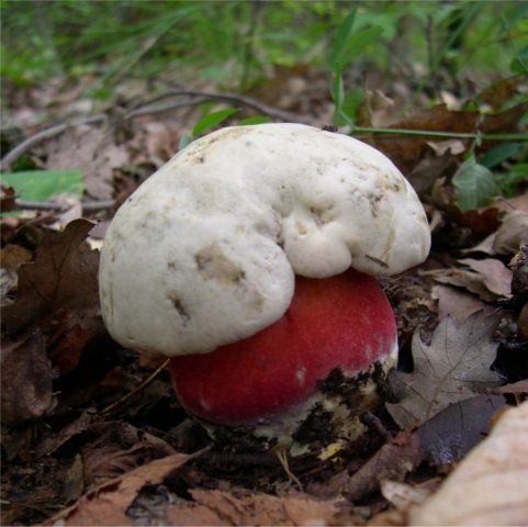 Wolf boletus: where it grows, what it looks like, photo