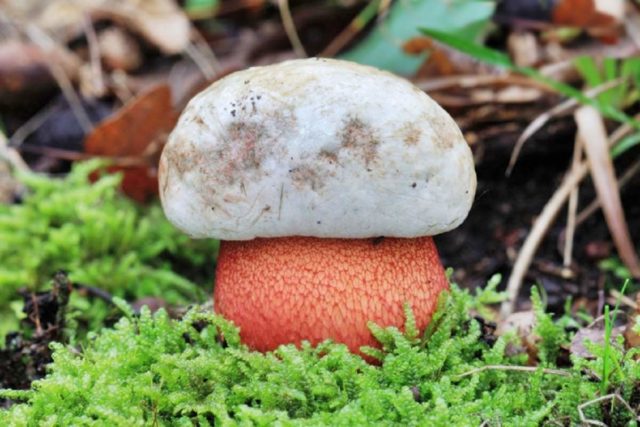 Wolf boletus: where it grows, what it looks like, photo